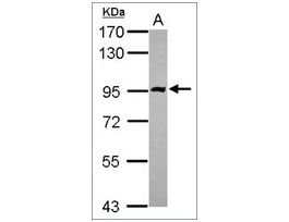 Anti-PDE10A (C-terminal) antibody produced in rabbitaffinity isolated antibody, buffered aqueous solution