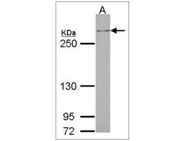 Monoclonal Anti-TET1 antibody produced in mouseclone GT1462, affinity isolated antibody, buffered aqueous solution