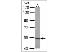 Anti-ATP5A1 (C-terminal) antibody produced in rabbitaffinity isolated antibody, buffered aqueous solution