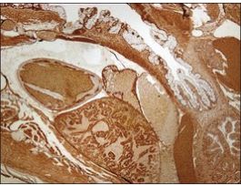 Anti-lcp1 antibody produced in rabbitaffinity isolated antibody, buffered aqueous solution