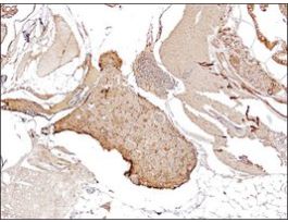 Anti-pcna antibody produced in rabbitaffinity isolated antibody, buffered aqueous solution