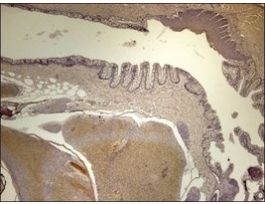 Anti-tph2 antibody produced in rabbitaffinity isolated antibody, buffered aqueous solution