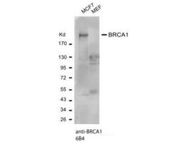Monoclonal Anti-BRCA1 antibody produced in mouse