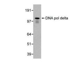 Monoclonal Anti-POLD1 antibody produced in mouse