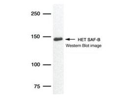 Monoclonal Anti-SAFB antibody produced in mouse