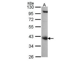 Monoclonal Anti-COPS5 antibody produced in mouse