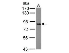 Monoclonal Anti-THOC1 antibody produced in mouse