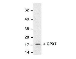 Monoclonal Anti-GPX7 antibody produced in mouse