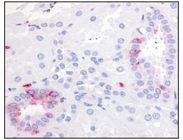 Anti-PTGER2 (AB1) antibody produced in rabbitaffinity isolated antibody, buffered aqueous solution