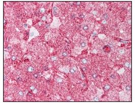 Anti-MINK1/MAP4K6 antibody produced in rabbitaffinity isolated antibody, buffered aqueous solution