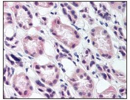 Anti-RREB1 antibody produced in rabbitIgG fraction of antiserum, buffered aqueous solution