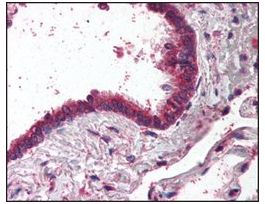 Anti-AP1G1 antibody produced in goataffinity isolated antibody, buffered aqueous solution