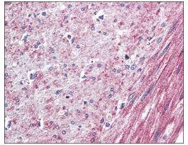 Anti-ELTD1 antibody produced in rabbitaffinity isolated antibody