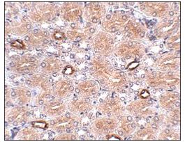 Anti-NOTUM antibody produced in rabbitaffinity isolated antibody, buffered aqueous solution
