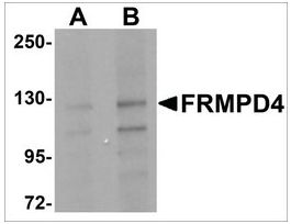 Anti-FRMPD4 antibody produced in rabbitaffinity isolated antibody, buffered aqueous solution