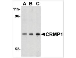 Anti-CRMP1 antibody produced in rabbitaffinity isolated antibody, buffered aqueous solution