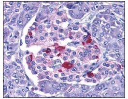Anti-EndoG antibody produced in rabbitaffinity isolated antibody, buffered aqueous solution