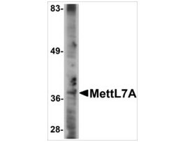 Anti-MettL7A antibody produced in rabbitaffinity isolated antibody, buffered aqueous solution