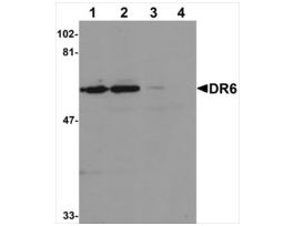 Anti-DR6 antibody produced in rabbitIgG fraction of antiserum, buffered aqueous solution