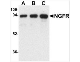 Anti-NGFR antibody produced in rabbitaffinity isolated antibody, buffered aqueous solution