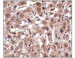 Anti-OCLN antibody produced in rabbitaffinity isolated antibody, buffered aqueous solution