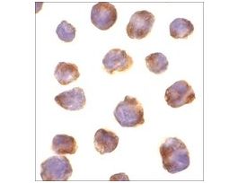 Anti-IRAK-4 antibody produced in rabbitaffinity isolated antibody, buffered aqueous solution