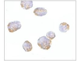 Anti-VPS53 antibody produced in rabbitaffinity isolated antibody, buffered aqueous solution