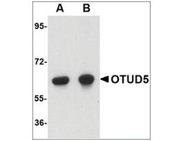 Anti-OTUD5 antibody produced in rabbitaffinity isolated antibody, buffered aqueous solution