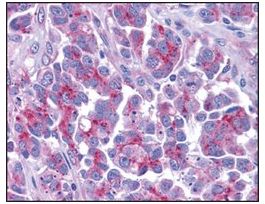 Anti-Smac antibody produced in rabbitaffinity isolated antibody, buffered aqueous solution