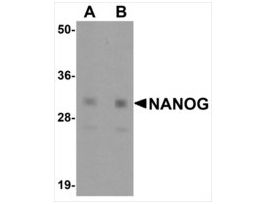 Anti-NANOG antibody produced in rabbitaffinity isolated antibody, buffered aqueous solution