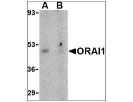Anti-ORAI1 antibody produced in rabbitaffinity isolated antibody, buffered aqueous solution