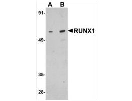 Anti-RUNX1 antibody produced in rabbitaffinity isolated antibody, buffered aqueous solution