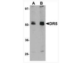 Anti-DR5 antibody produced in rabbitaffinity isolated antibody, buffered aqueous solution