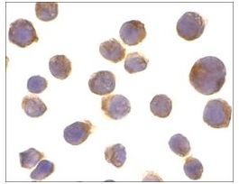 Anti-DR4 antibody produced in rabbitIgG fraction of antiserum, buffered aqueous solution