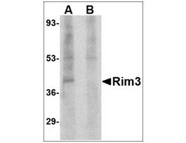 Anti-Rim3 antibody produced in rabbitaffinity isolated antibody, buffered aqueous solution
