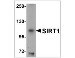 Anti-SIRT1 antibody produced in chickenaffinity isolated antibody, buffered aqueous solution