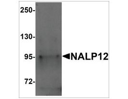Anti-NALP12 antibody produced in rabbitaffinity isolated antibody, buffered aqueous solution