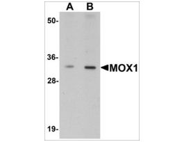 Anti-MOX1 antibody produced in rabbitaffinity isolated antibody, buffered aqueous solution