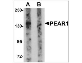 Anti-PEAR1 antibody produced in rabbitaffinity isolated antibody, buffered aqueous solution