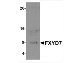 Anti-FXYD7 antibody produced in rabbitaffinity isolated antibody