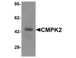 Anti-CMPK2 antibody produced in rabbitaffinity isolated antibody, buffered aqueous solution