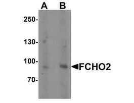 Anti-FCHO2 antibody produced in rabbitaffinity isolated antibody, buffered aqueous solution