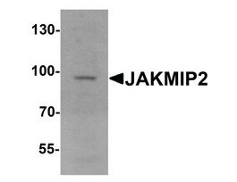 Anti-JAKMIP2 antibody produced in rabbitaffinity isolated antibody, buffered aqueous solution