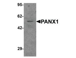 Anti-PANX1 antibody produced in rabbitaffinity isolated antibody