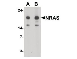Anti-N-RAS antibody produced in rabbitaffinity isolated antibody