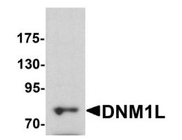 Anti-DNM1L antibody produced in rabbitaffinity isolated antibody