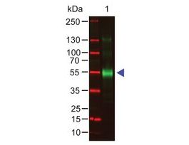 Anti-Monkey IgG (gamma-chain specific) antibody produced in goatIgG fraction of antiserum, buffered aqueous solution