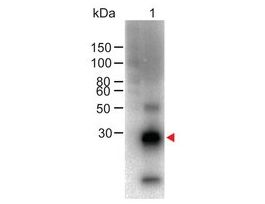 Anti-Rabbit IgG (Fc specific), F(ab')2 fragment-Biotin antibody produced in goatIgG fraction of antiserum, lyophilized powder
