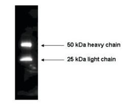 Anti-Mouse IgG (H+L)-Peroxidase antibody produced in rabbitIgG fraction of antiserum, lyophilized powder