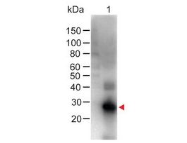 Anti-Human IgG (Fc specific), F(ab')2 fragment, highly cross adsorbed-Biotin antibody produced in goatIgG fraction of antiserum, lyophilized powder